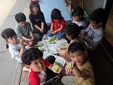 そら豆収穫　→　茹でそら豆