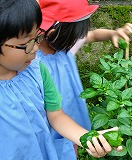 夏野菜収穫　→　給食の食材