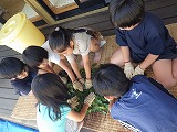 晩茶作りに挑戦